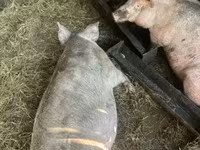 Sow, Pigs — photo 1