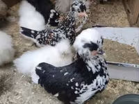 Chickens — Foto 6