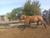 घोड़ा, Mugalzhar horse — फ़ोटो 5