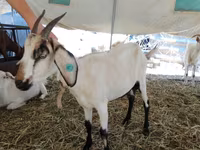 बकरी, Saanen goat — फ़ोटो 4