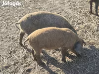 公猪, Мангалица — 照片 6