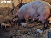 Süldőanya, Sertések — 2. fotó