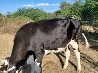 Kuh, Russian Black pied cattle — Foto 1