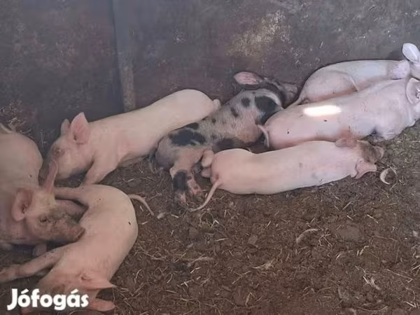 Säue, Schweine — Ungarn