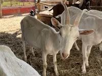 Bak, Saanen goat — 1. fotó