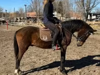 公马, Hungarian horse breed — 照片 3