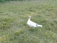Turkeys — الصورة 3