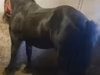 Cavalo, Cavalos — foto 1