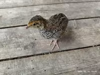Quails — 照片 6