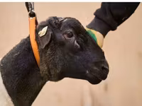 Baran, Dorper sheep — zdjęcie 2