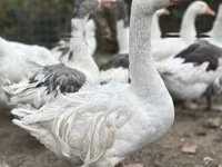 Geese — foto 2