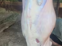 Kos, Juhok — 2. fotó