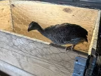 Guinea fowl — Foto 1