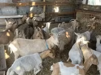 Keçilər (partiya, cinsi göstərilməyib), Keçilər — foto 1