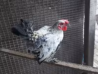 Chickens — photo 5