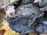 Turkeys — फ़ोटो 4