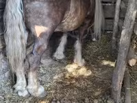 Caballo, Caballos — foto 1