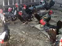Chickens — الصورة 2