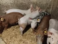 母猪, Pigs — 照片 3