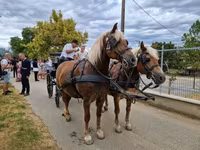 母马, Horses — 照片 7