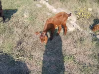 Cabras (lote, sexo no especificado), Cabras — foto 3