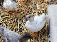 Ducks — 3. fotó