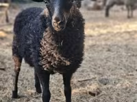 Schaf, Racka sheep — Foto 1