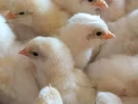 Chickens — photo 3