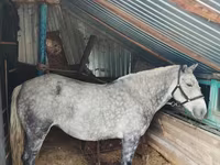 Jument, Ukrainian Riding Horse — photo 1