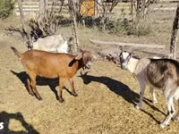 Nőstény kecske, Boer goat — 3. fotó