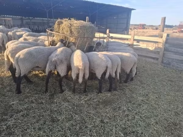 Brebis, Moutons — Hongrie