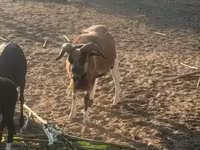 公羊, Cameroon sheep — 照片 5