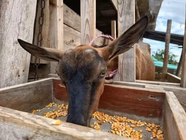 बकरी, Alpine goat