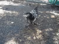 Chickens — الصورة 5