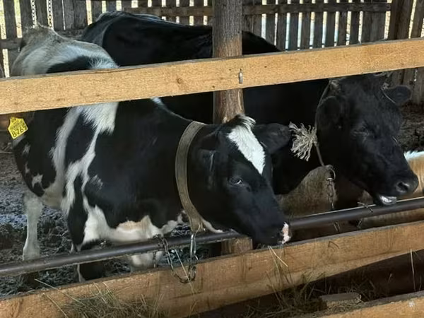 Tehén, Holstein fajta