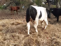 公牛, Aberdeen-Angus — 照片 6