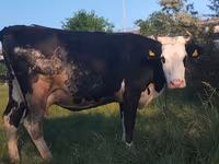 Tehén, Holstein fajta — 1. fotó