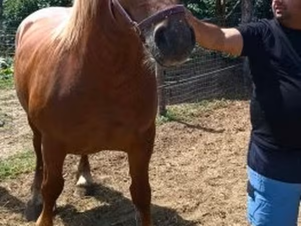 Yegua, Caballos