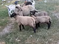 母羊, Sheep — 照片 5