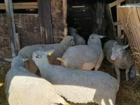 母羊, Sheep — 照片 3