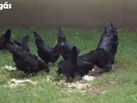Ayam Cemani — photo 2