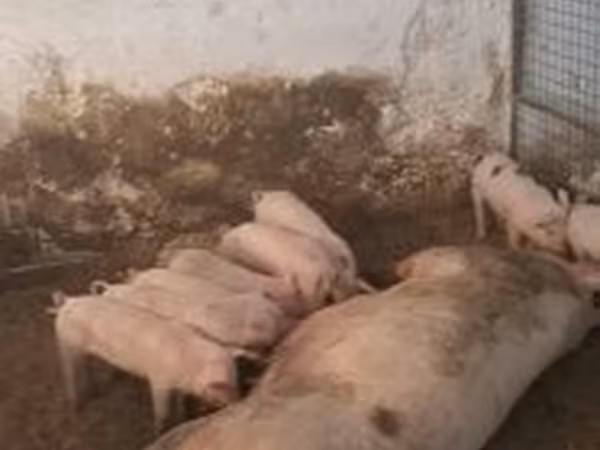 Sow, Pigs — Hungary