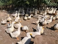 Ducks — foto 2