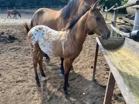 Kůň, Appaloosa — foto 8