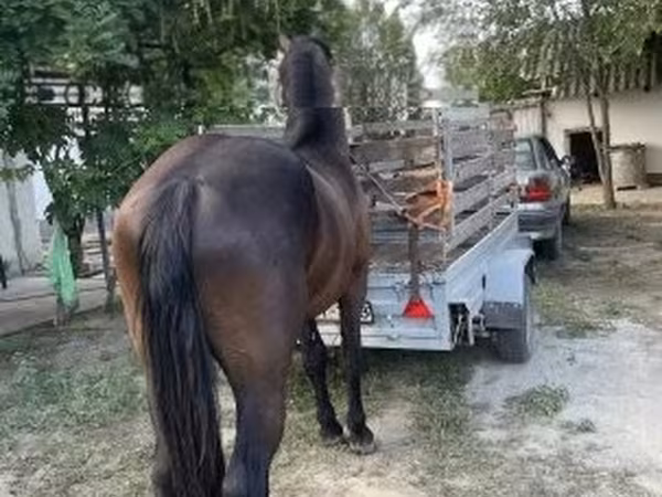 At, Friesian