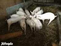 Schweine (Partie, Geschlecht nicht angegeben), Schweine — Foto 3