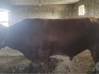 Szarvasmarha (tétel, nem megadva), Red Estonian cattle — 2. fotó