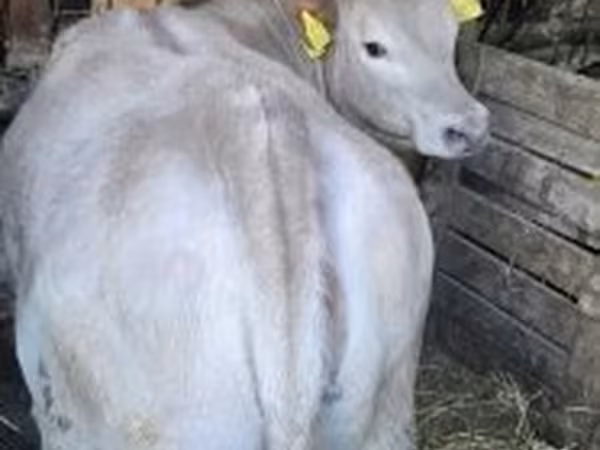 Bull, Holstein breed