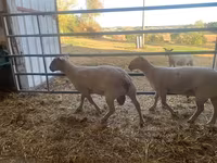 Baran, Charollais sheep — zdjęcie 1