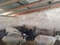 Schaf, Schafe — Foto 1